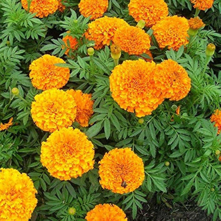 marigold for flower seeds