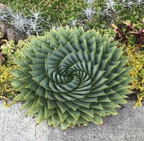 green aloe flower seeds