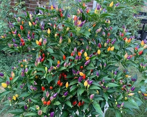 Mixed Pepper Seeds Heirloom Non-GMO High Germination Organic Garden Seeds for Planting