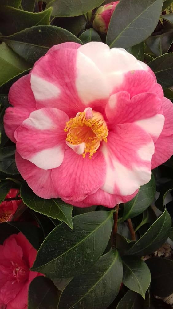 Pink White Camellia Flower Seeds Heirloom Non-GMO High Germination Organic Garden Seeds for Planting