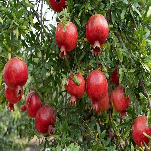 Red Pomegranate Seeds – Heirloom, Non-GMO, High Germination Organic Garden Seeds
