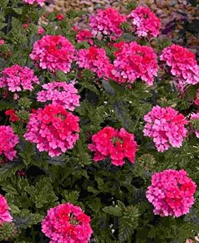 pinkverbenaflowerheirloomnongmo flower seeds