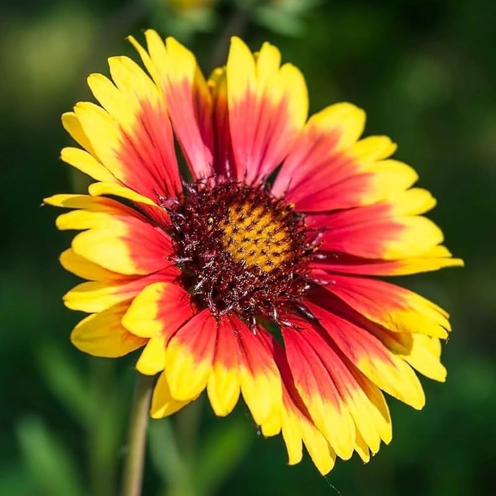 Gaillardia Pulchella Flower Seeds – Heirloom, Non-GMO, High Germination Seeds