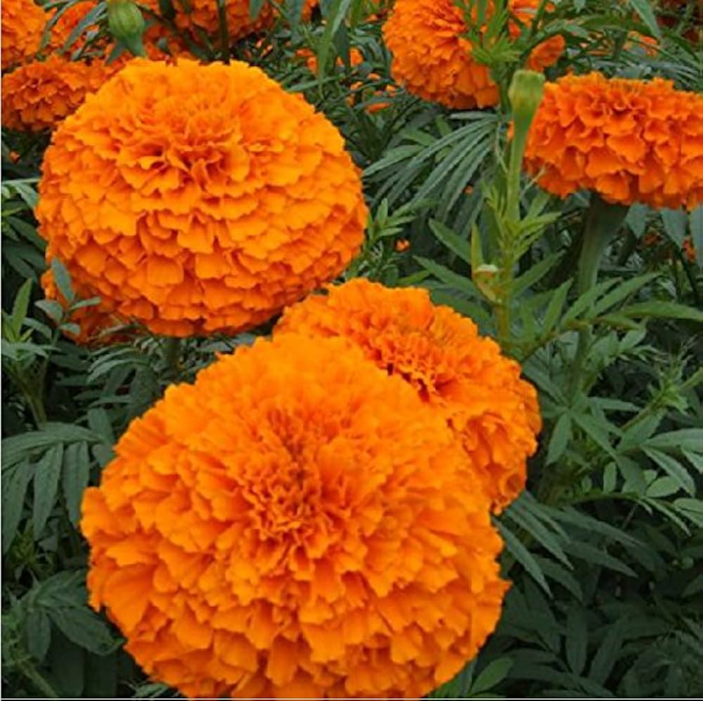 house garden flower seeds
