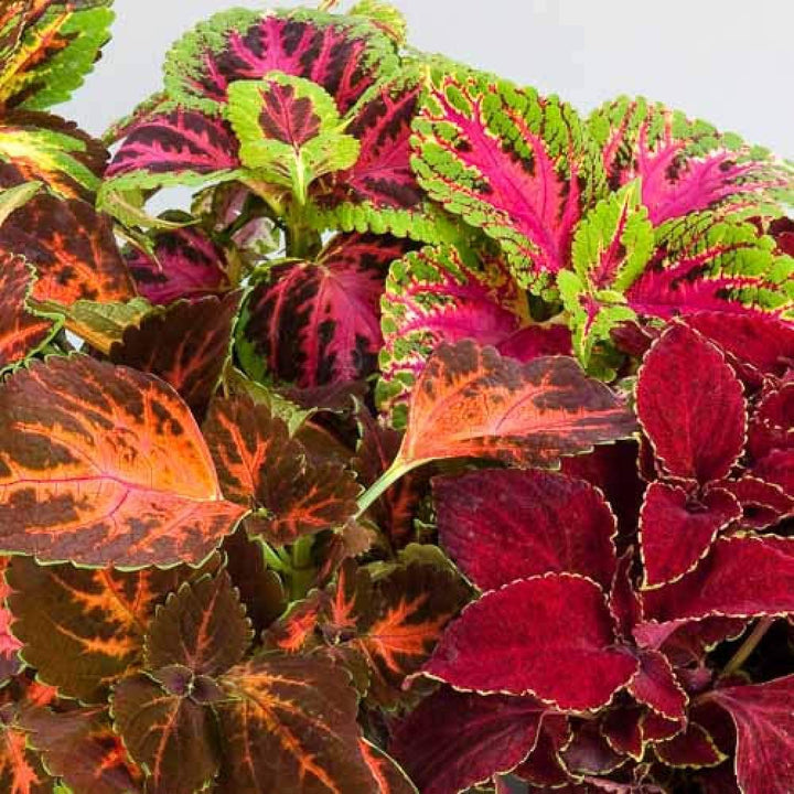 Mixed Coleus Flower Seeds – Heirloom, Non-GMO, High Germination Organic Garden Seeds for Planting
