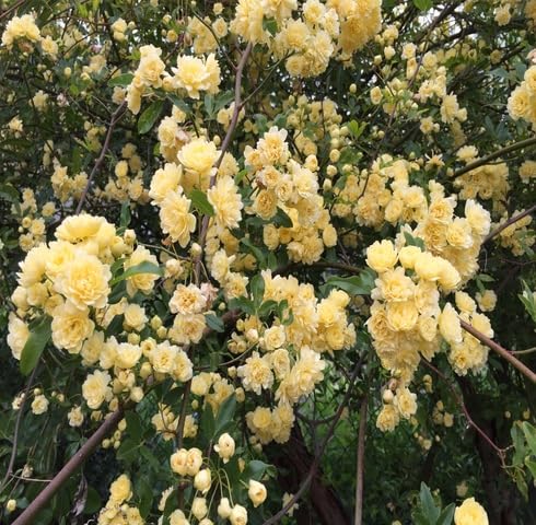 yellowrosabanksiaeflowerheirloomnongmo flower seeds