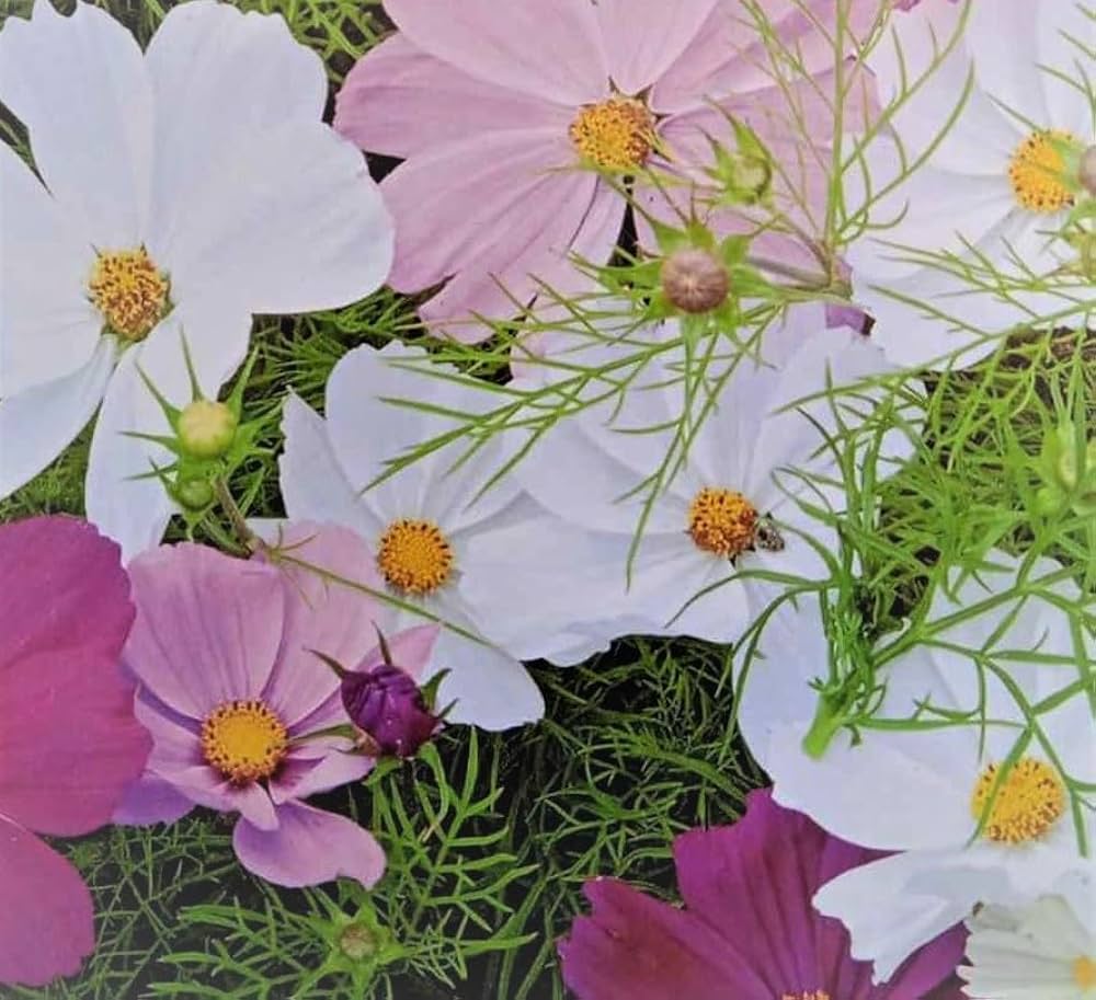 pink sensation flower seeds
