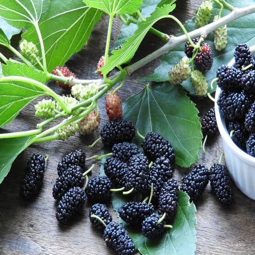 Mulberry Seeds for Planting – Heirloom Non-GMO High Germination Organic Garden Seeds for Sweet Fruit Trees