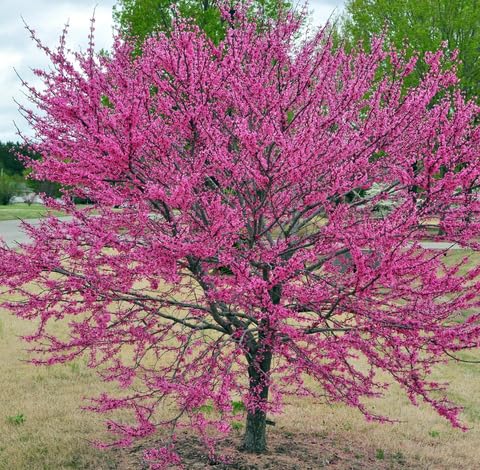 pink cercis flower seeds