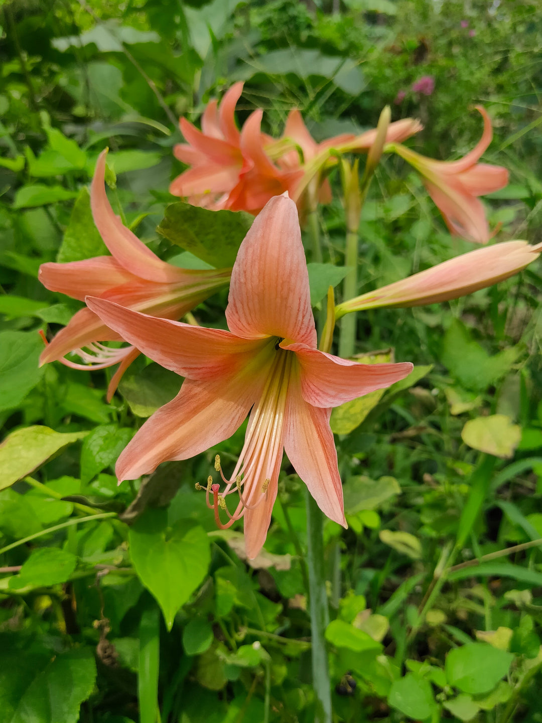 Orange Barbados Lily Flower Seeds – Heirloom, Non-GMO, High Germination Seeds