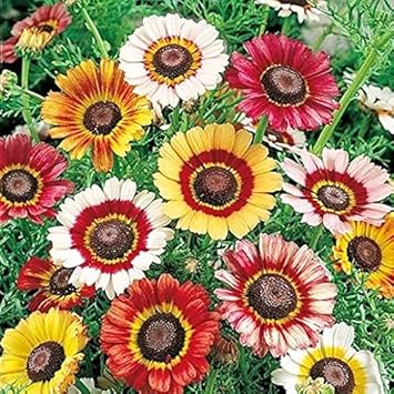 painteddaisyflowerheirloomnongmo flower seeds