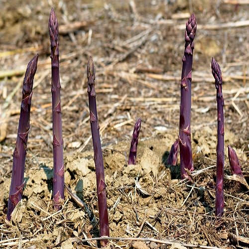 Purple Asparagus Seeds – Heirloom, Non-GMO, High Germination Organic Garden Seeds Planting