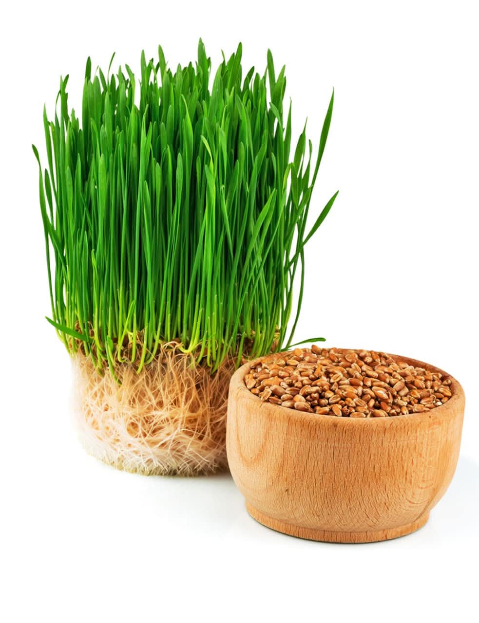 Cat Grass herb seeds