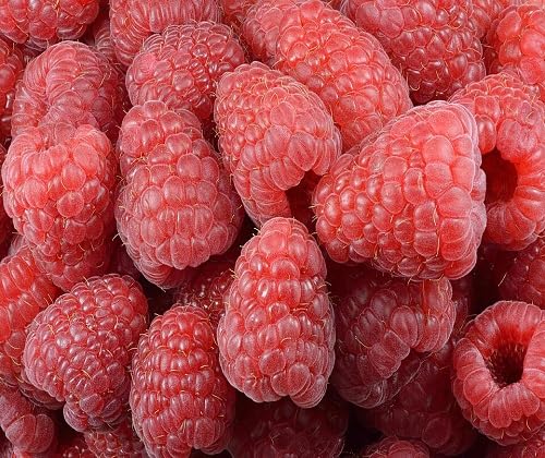 Mulberry Seeds for Planting – Heirloom Non-GMO High Germination Organic Garden Seeds for Sweet Fruit Trees