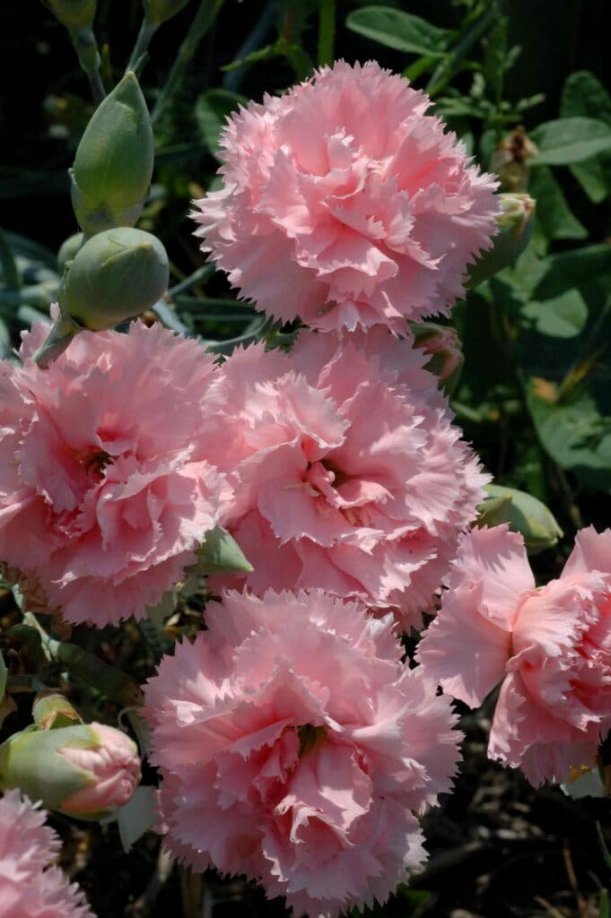 pinkcarnationflowerheirloomnongmo flower seeds