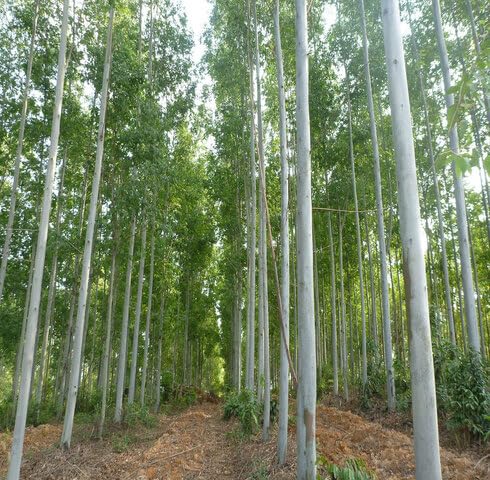 green eucalyptus flower seeds