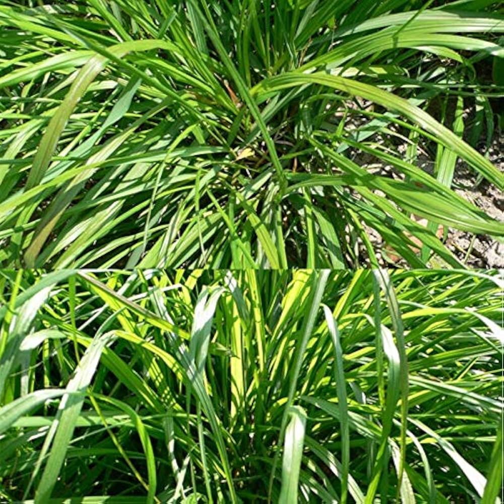 Cymbopogon Flexuosus herb seeds