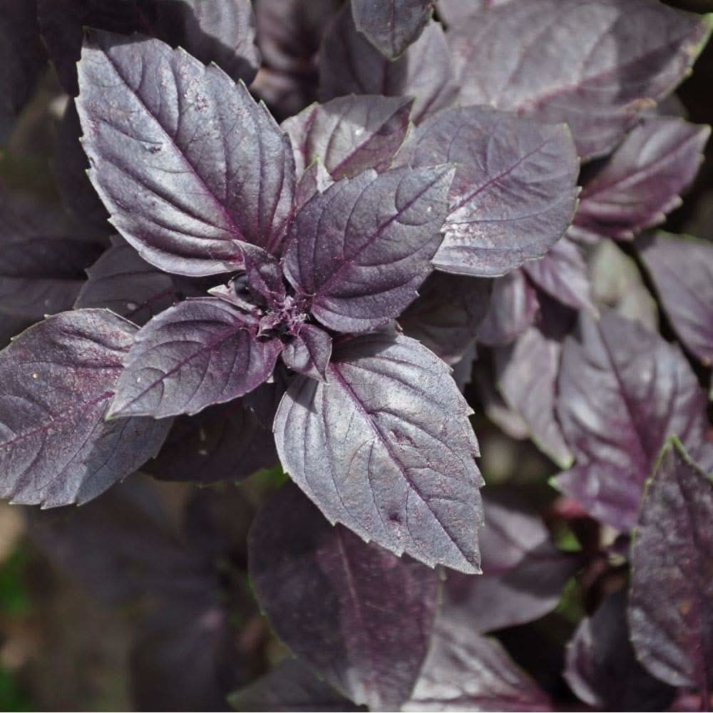 Basil Dark herb seeds