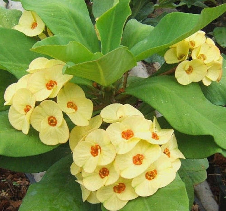 Crown Thorns Flower Seeds Yellow – Heirloom, Non-GMO, High Germination Organic Garden Seeds for Planting