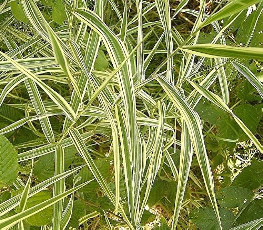 phalaris arundinacea ribbon grass