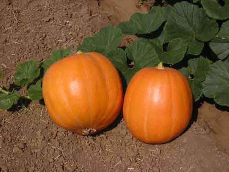 mammoth gold flower seeds