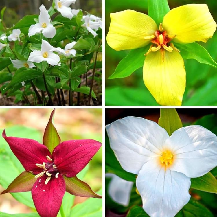 Trillium-Blumensamen Gemischt Alte Sorte Gentechnikfrei Hohe Keimrate Bio-Gartensamen zum Pflanzen