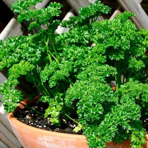 Parsley Plant Seeds Green Heirloom Non-GMO High Germination Organic Garden Seeds for Planting