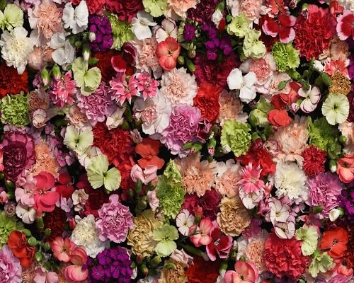 Carnation Flower Seeds – Heirloom, Non-GMO, High Germination Organic Garden Seeds for Planting
