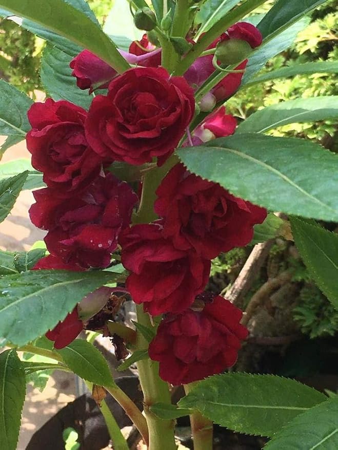 Brown Balsam Flower Seeds for Planting Heirloom Non-GMO High Germination Organic Garden Seeds