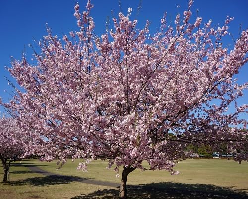 pink prunus flower seeds