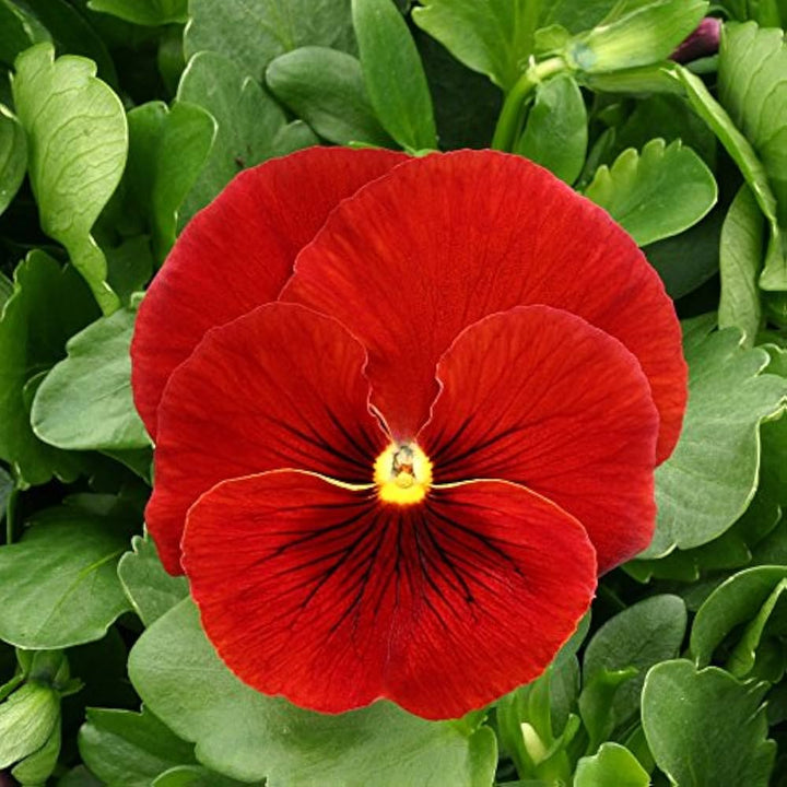 Pansy Flower Seeds Red – Heirloom, Non-GMO, High Germination Seeds