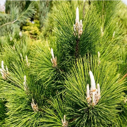 green pinus flower seeds