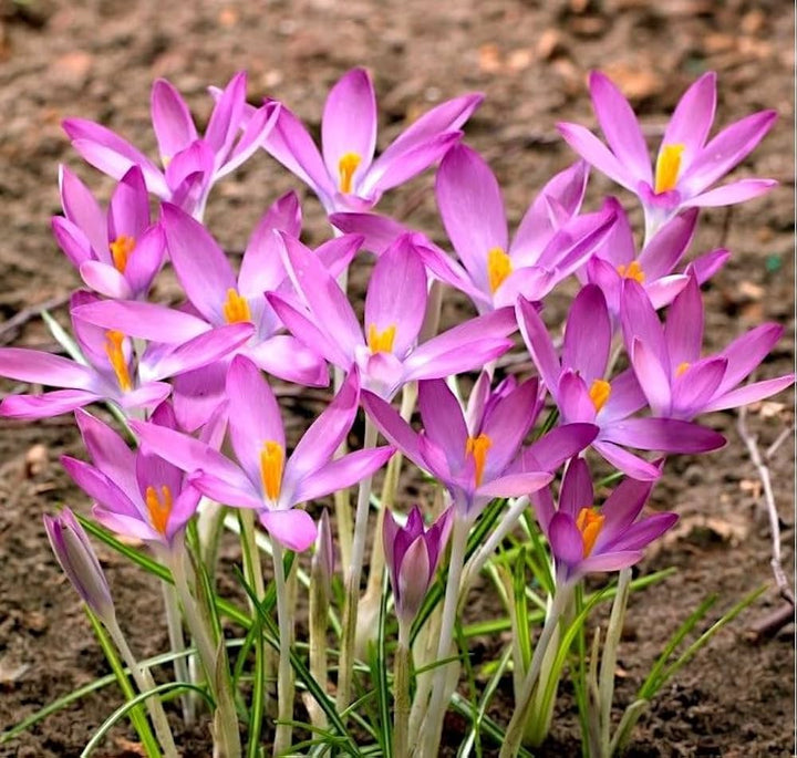 Pink Crocus Flower Seeds for Planting – Heirloom Non-GMO High Germination Organic Garden Seeds