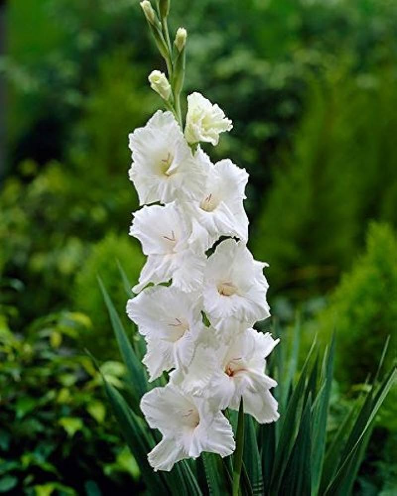 Gladiolus Flower Seeds For White Heirloom Non-GMO High Germination Organic Garden Seeds for Planting
