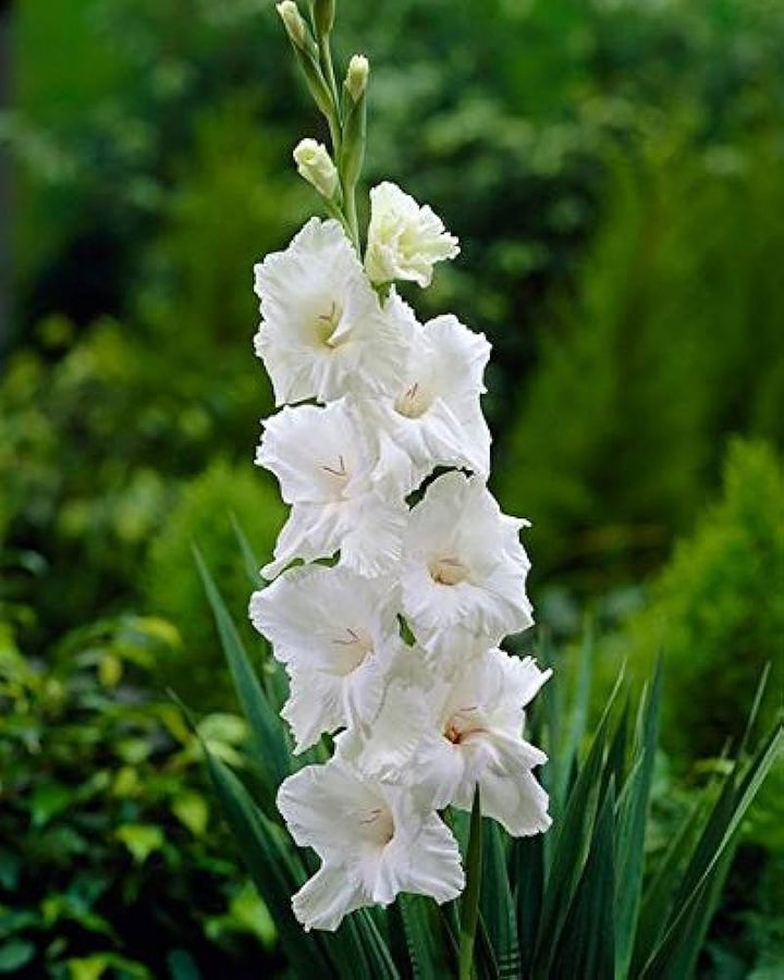 Gladiolus Flower Seeds For White Heirloom Non-GMO High Germination Organic Garden Seeds for Planting