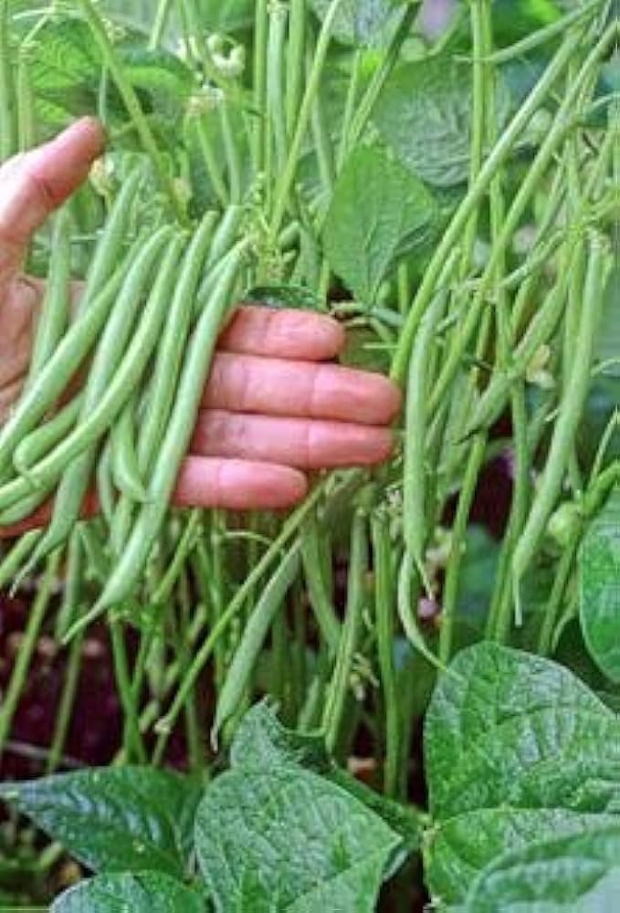 yardlong bean flower seeds