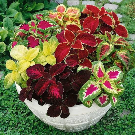 Mixed Coleus Flower Seeds – Heirloom, Non-GMO, High Germination Organic Garden Seeds for Planting