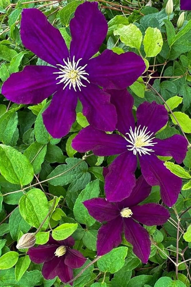 Riesen-Waldreben-Blumensamen Violett – Alte Sorte, gentechnikfrei, hohe Keimrate, Bio-Gartensamen zum Pflanzen