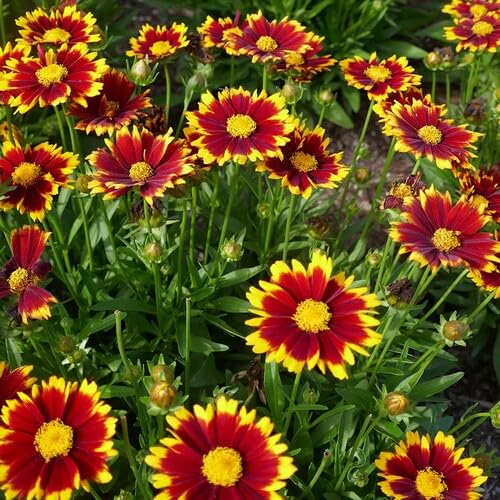 Coreopsis Flower Seeds – Heirloom, Non-GMO, High Germination Organic Garden Seeds for Planting