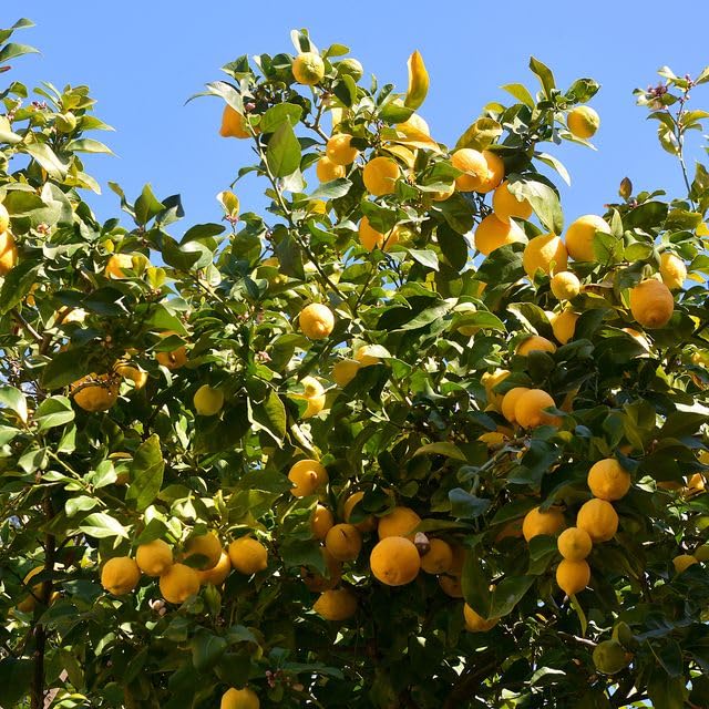 Lemon Tree Seeds – Heirloom, Non-GMO, High Germination Organic Garden Seeds