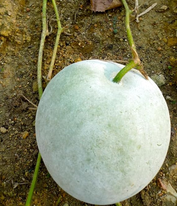 winter melon flower seeds