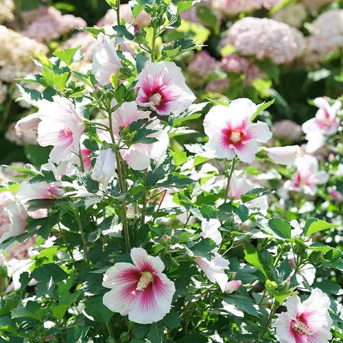 pink white flower seeds