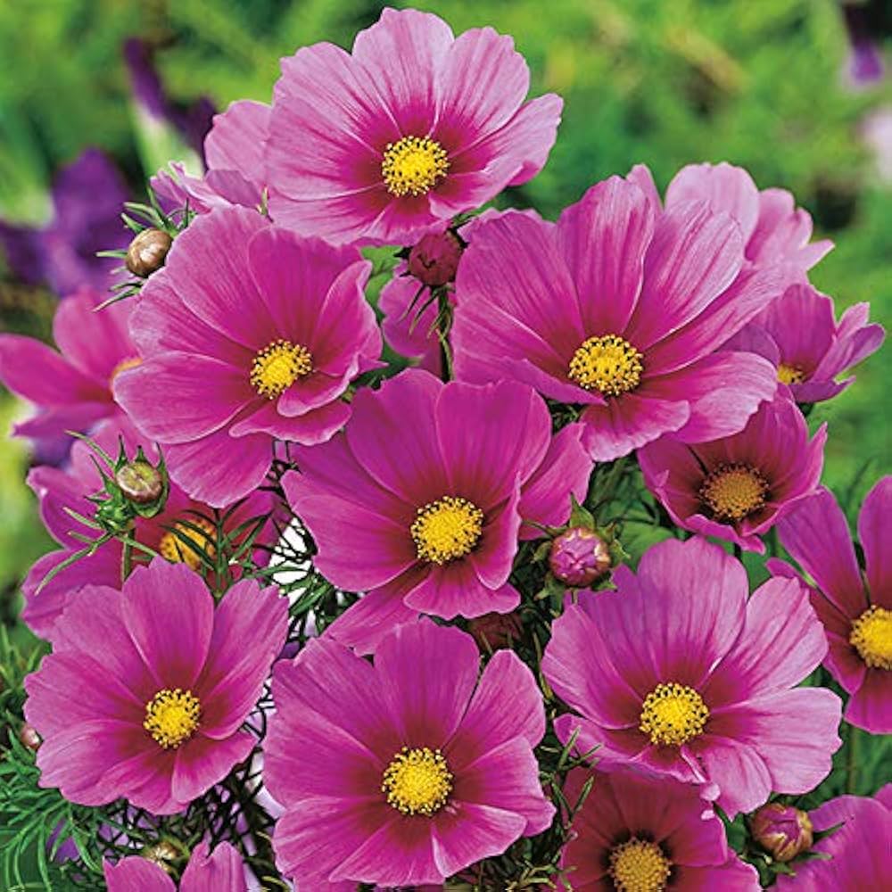 cosmos shells flower seeds