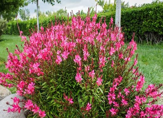 Pink Gaura Lindheimeri Flower Seeds – Heirloom, Non-GMO High Germination Seeds for Planting | Organic Garden Seeds