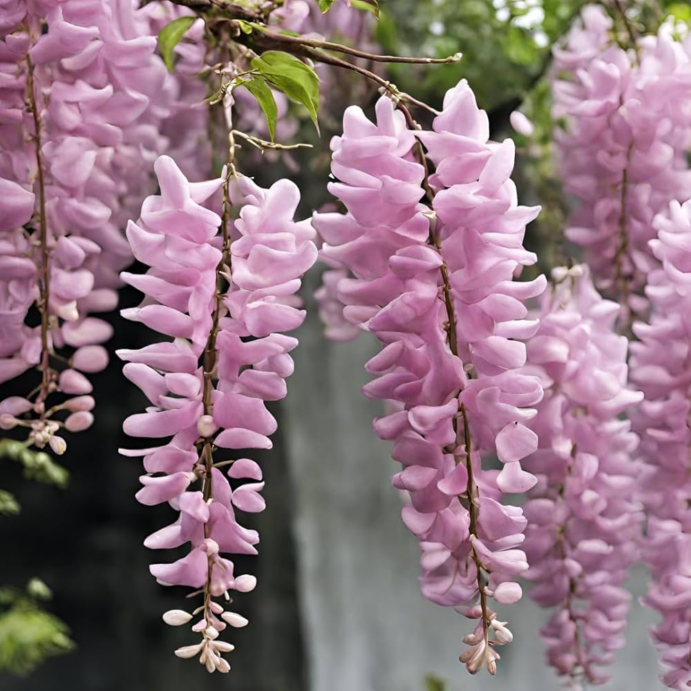purple pink flower seeds