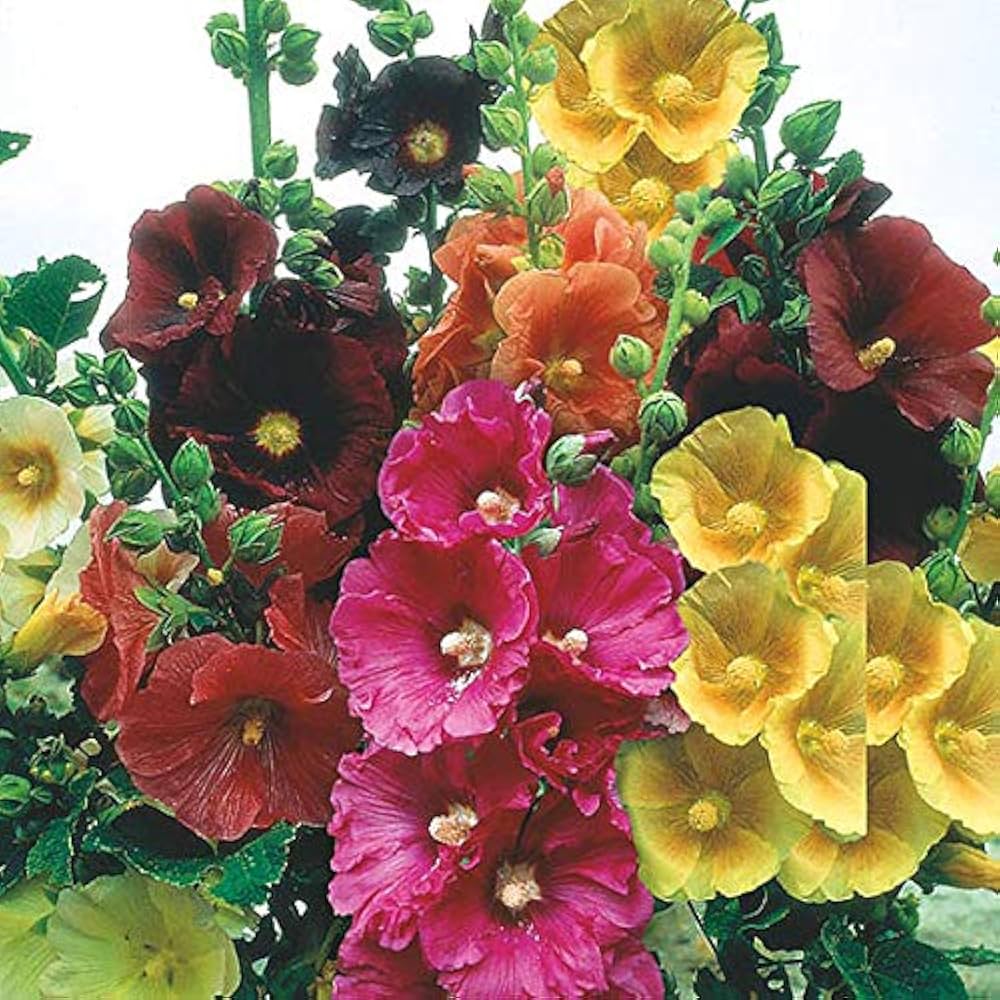 malve super flower seeds
