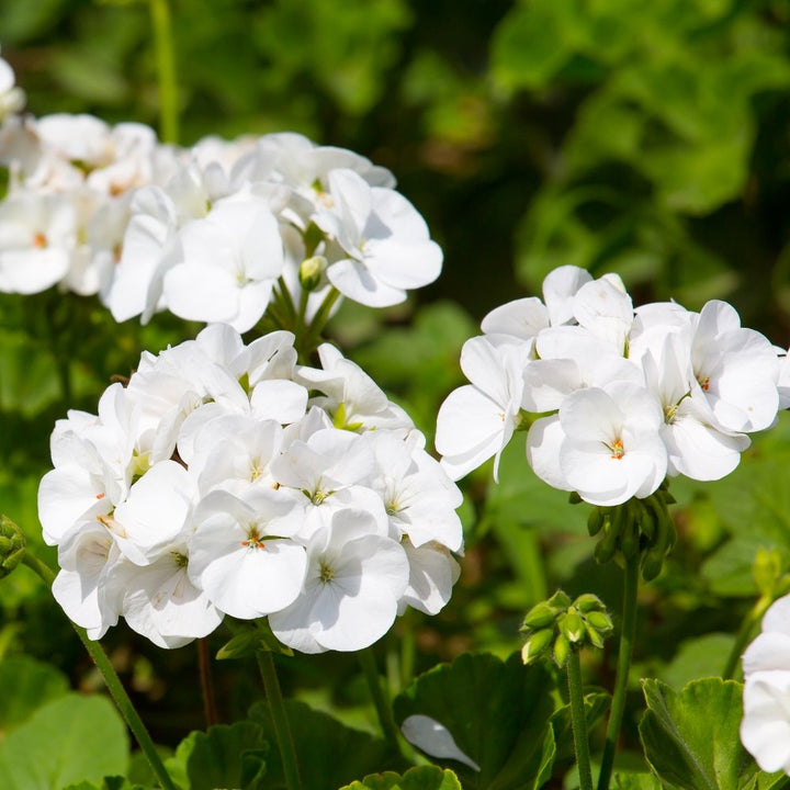 White Geranium Flower Seeds Heirloom Non-GMO High Germination Seeds
