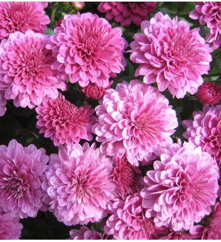 Pink Chrysanthemum Flower Seeds for Planting – Heirloom Non-GMO Organic Garden Seeds