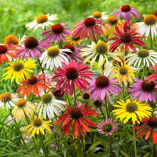 Echinacea Flower Seeds Mixed – Heirloom, Non-GMO, High Germination Organic Garden Seeds for Planting