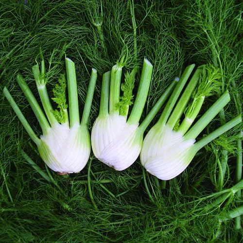 Fennel Seeds – Heirloom, Non-GMO, High Germination Organic Garden Seeds Planting